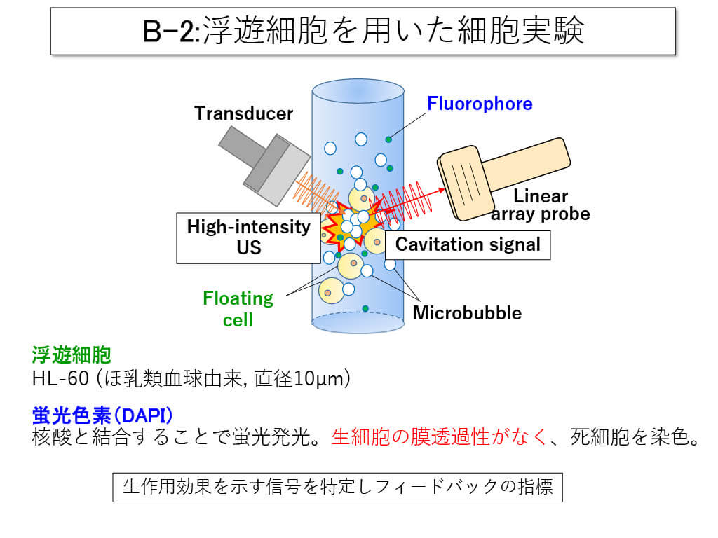 浮遊細胞を用いた細胞実験01