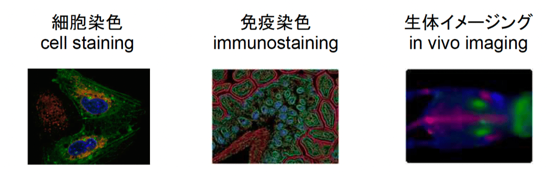 蛍光物質とは