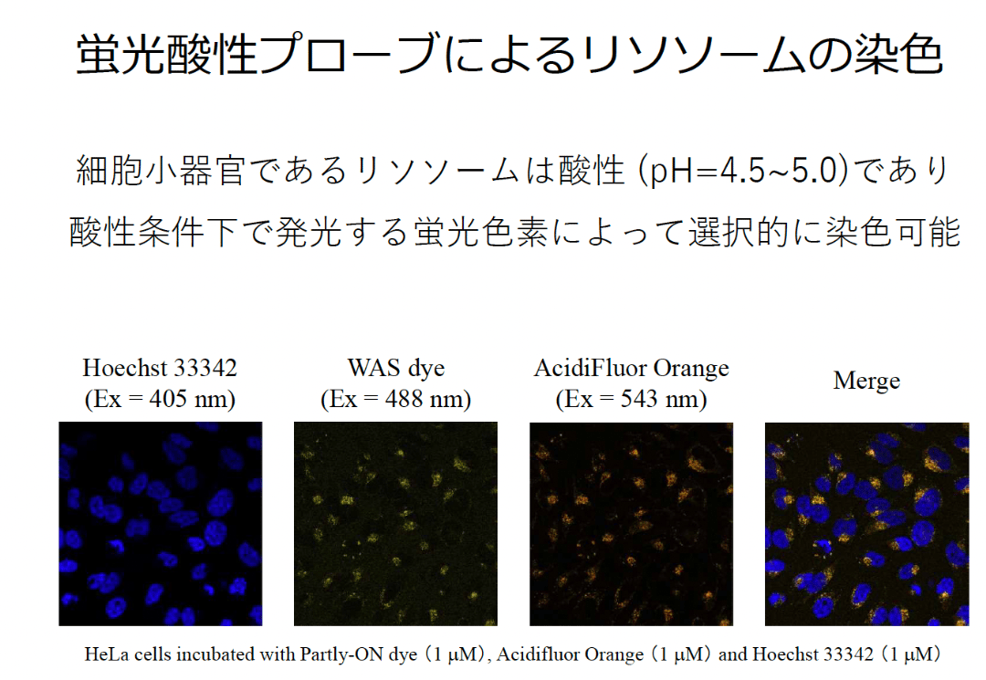 蛍光酸性プローブによるリソソームへの染色​