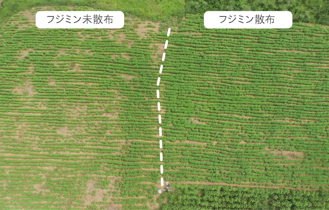 パラグアイのゴマ農園におけるフジミンの効果検証